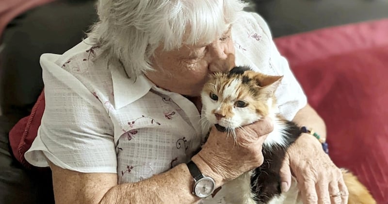 Angleterre : un couple de personnes âgées retrouve sa chatte six ans après sa disparition 