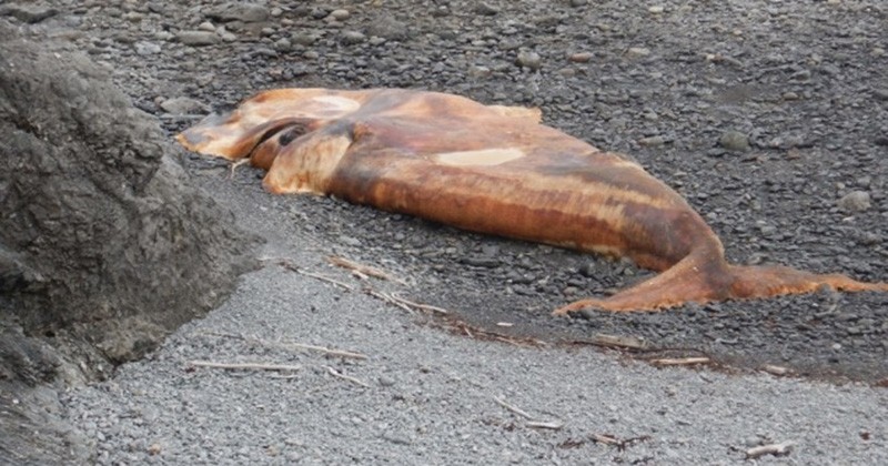 Depuis le début de l'été, dix baleines noires ont été retrouvées mortes au Canada, probablement dues à des collisions avec des bateaux de pêcheurs