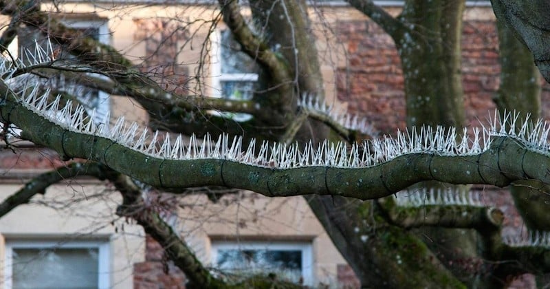 « Une guerre contre la vie sauvage » : quand des habitants d'un quartier riche installent des piques « anti-pigeons » sur les arbres
