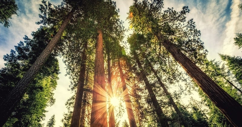 Haut de 116 mètres, voici le plus grand arbre du monde et vous en approcher pourrait vous conduire en prison