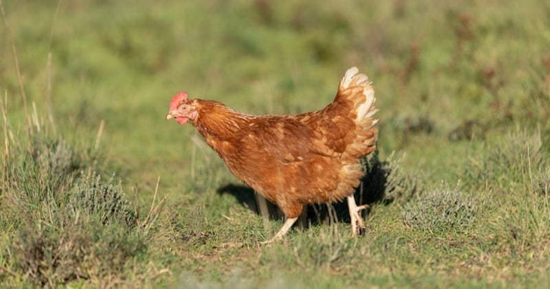 Thaïlande : une poule à quatre pattes est née dans une ferme, la créature affole la toile 