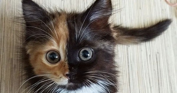 Ce chat bicolore est trop beau ! Faites la connaissance de Yana, le chat qui va vous faire craquer aujourd'hui