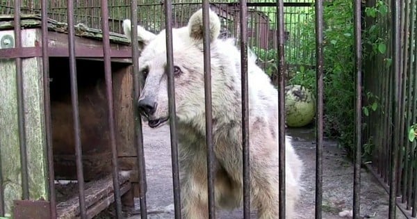 Malade et traumatisée durant ses 30 années de vie en captivité, cette ours blanche découvre enfin les grands espaces, magnifique !