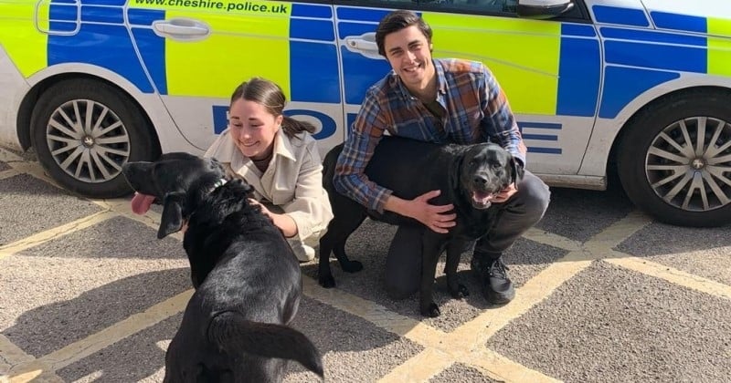 Deux labradors noirs volés en pleine rue ont été rendus à leur famille