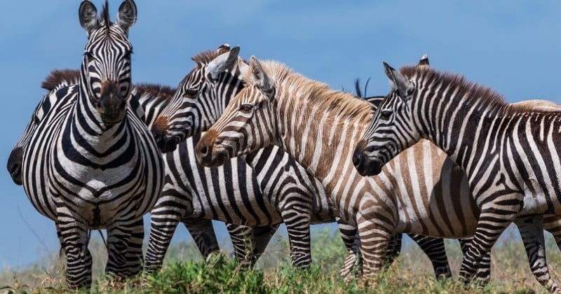 Un zèbre aux rayures dorées photographié pour la première fois à l'état sauvage