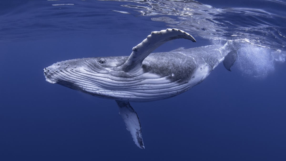 Des scientifiques ont conversé avec une baleine dans sa propre langue, une première mondiale !