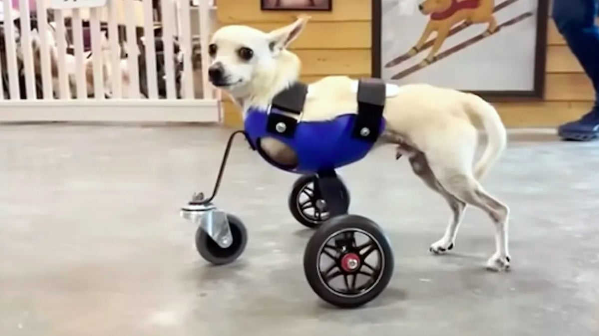 Un chihuahua nommé Roo