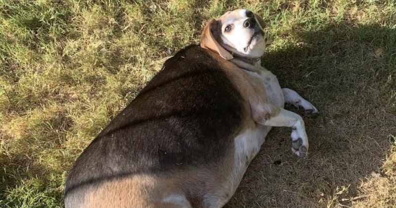 Voici Wolfang, le chien le plus gros au monde 