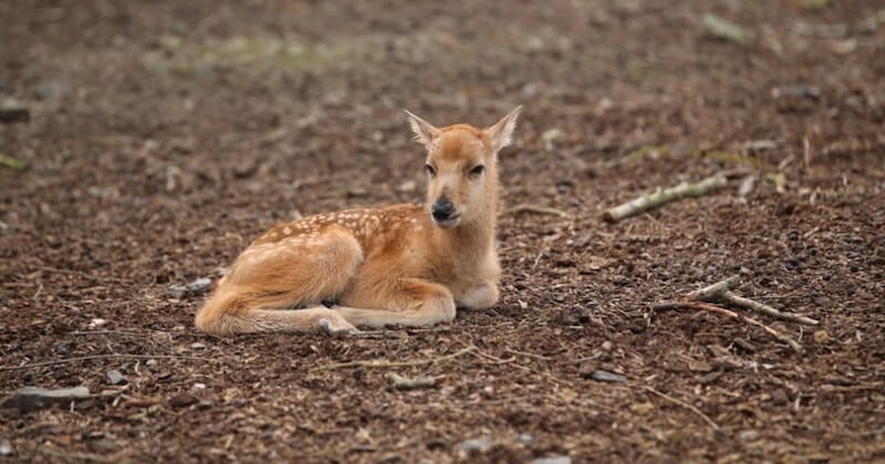 Quatre bébés loutres naines d'Asie au parc animalier d'Auvergne