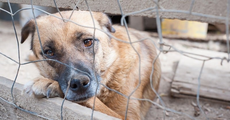 Un chien ligoté, sans eau ni nourriture, a été sauvé grâce à la mobilisation des habitants