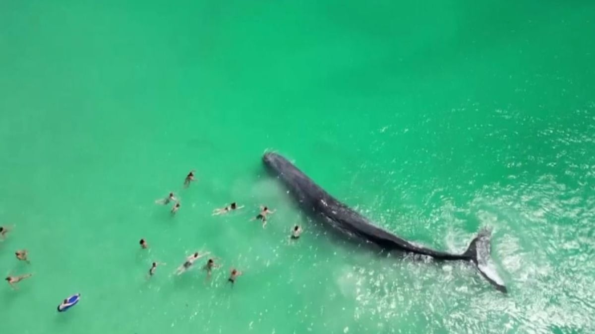 Vidéo : un cachalot long de 15 mètres s'échoue sur une plage au milieu des baigneurs