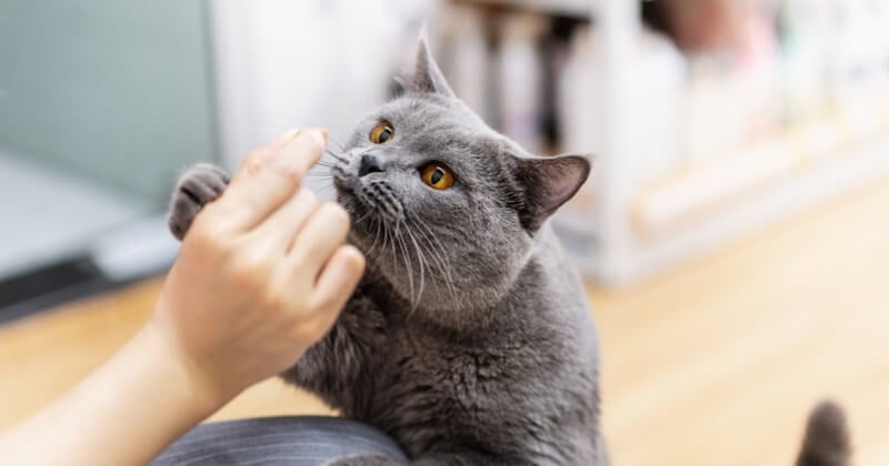 Avec l'application MeowTalk, il est maintenant possible de comprendre les miaulements de votre chat