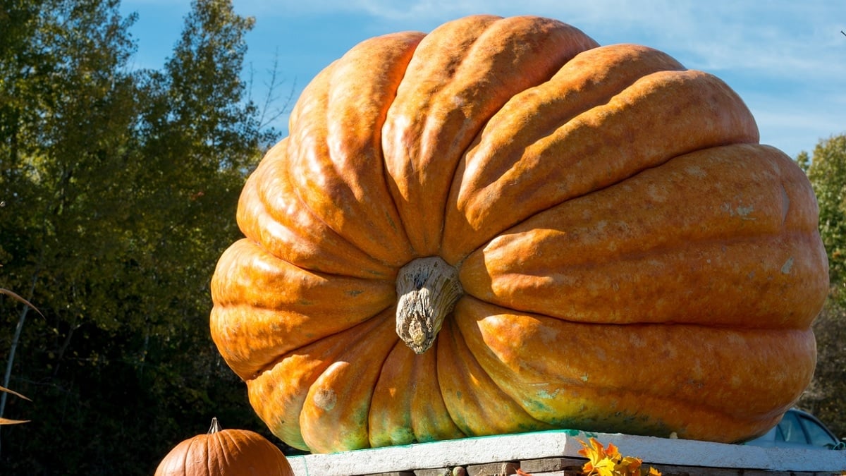 Il bat le record de la citrouille la plus lourde du monde et son poids va vous faire halluciner !