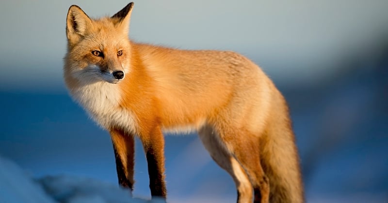 Renard : 8 choses à savoir sur cette espèce