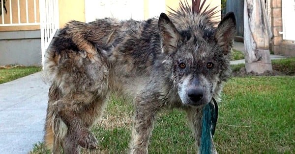 Ils sauvent un chien abandonné d'une mort certaine, et s'aperçoivent que... ce n'est pas un chien 