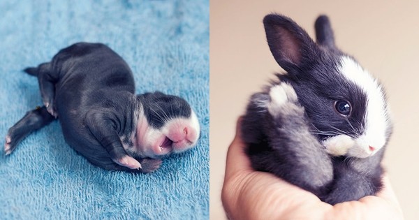 Photographié pendant 30 jours, ce bébé lapin grandit à vue d'œil, c'est magique ! L'idée est vraiment géniale...