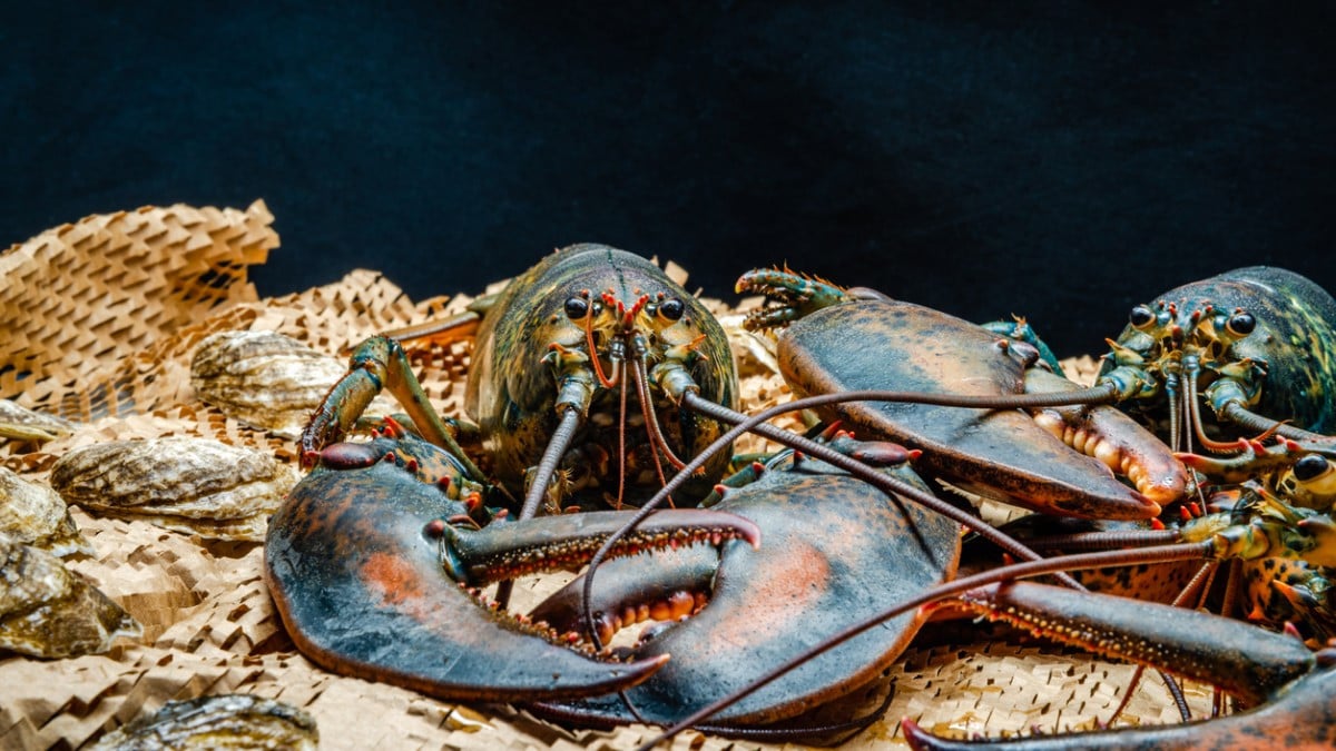 Des voleurs interceptent un camion transportant des homards, le vol est estimé à 400 000 dollars