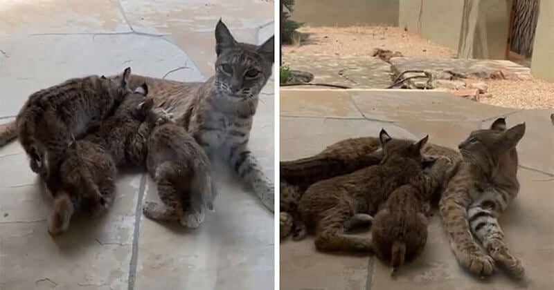 Les photos de cette famille de lynx s'invitant sous le porche d'une artiste américaine sont adorables !