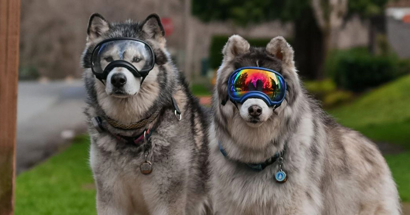 La relation entre ce Husky aveugle et son chien guide risque de faire fondre votre coeur 