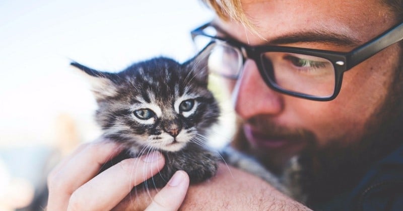 Irlande : partez à Dublin et devenez caresseur de chat professionnel