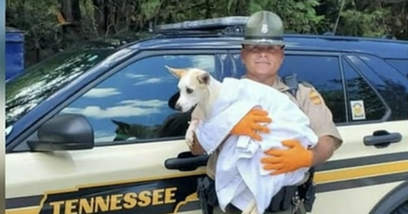 États-Unis : un policier sauve une chienne abandonnée sous la chaleur et l'adopte 