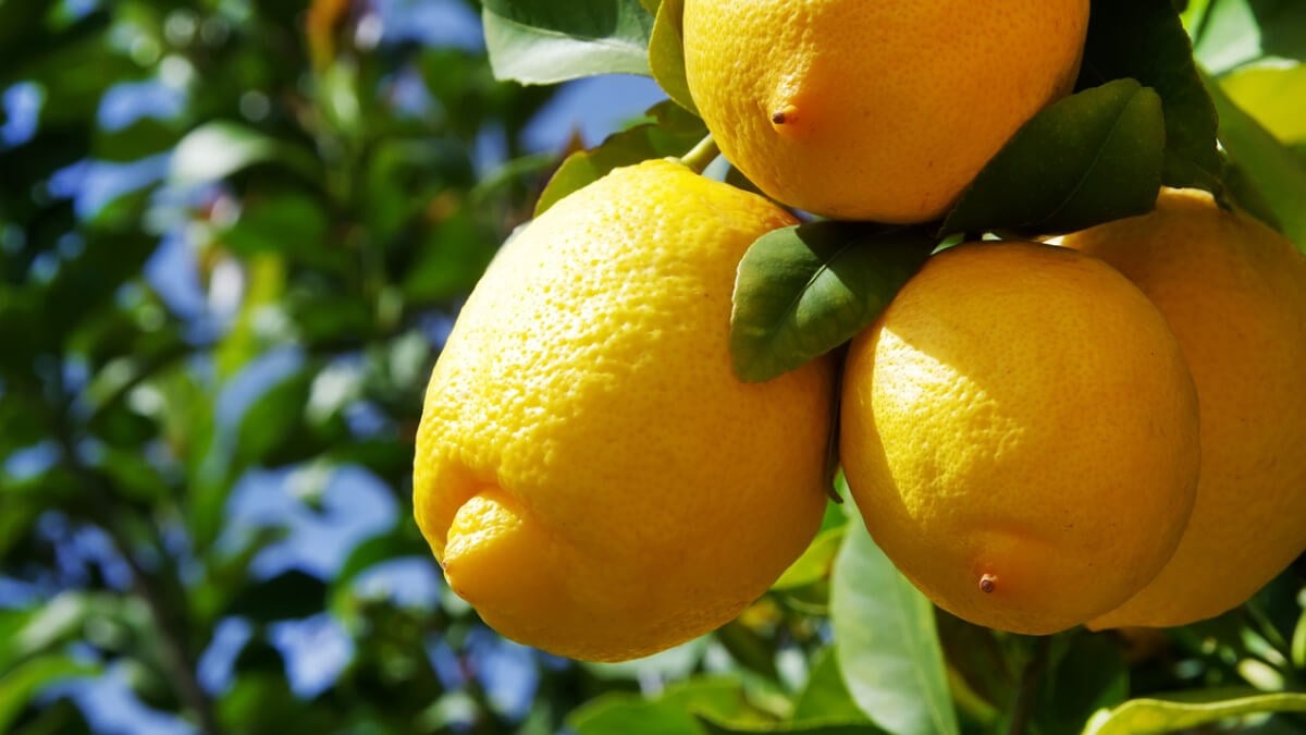 Citrons qui sèchent et durcissent : l'astuce de grand-mère toute bête pour les garder frais des semaines, sans gaspillage