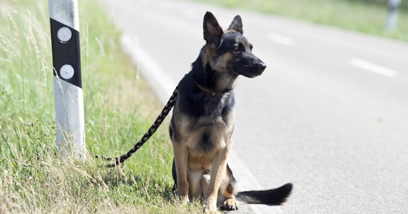 Toulouse : un chien abandonné et attaché à un portail sous la canicule a été retrouvé mort