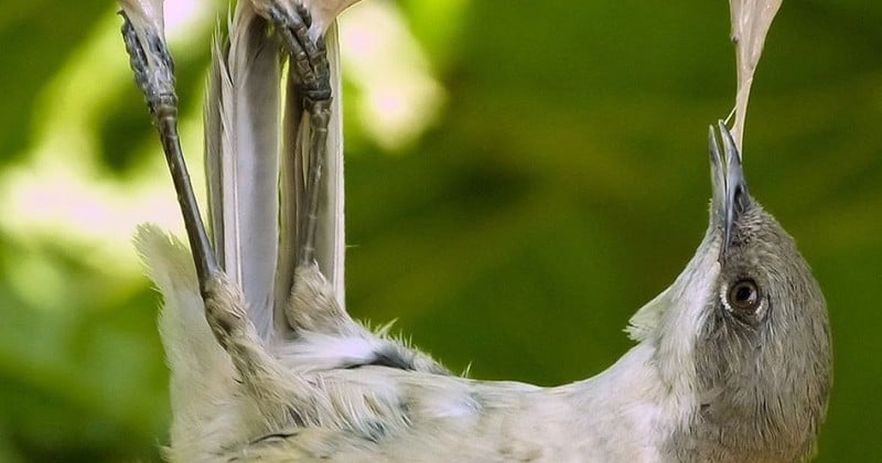 Des pièges « cruels » à oiseaux bientôt légalisés avec l'appui de Nicolas Hulot