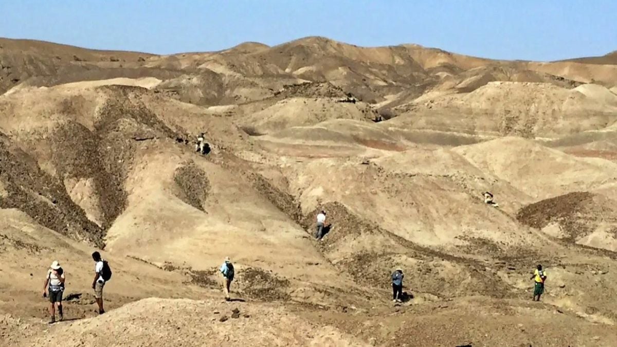 Des scientifiques découvrent une nouvelle espèce d'australopithèque ayant vécu il plus de 2 millions d'années en Afrique 