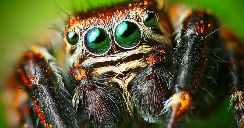 Les araignées peuvent voler sur de très longues distances grâce... à l'électricité de notre atmosphère