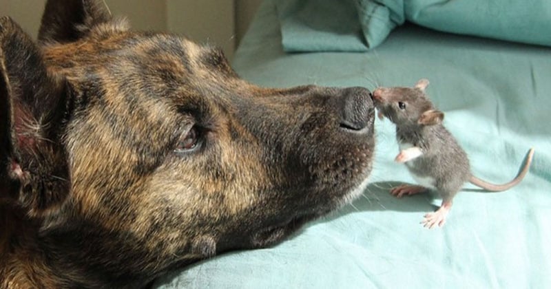 Ce chien s'est pris d'affection pour un petit rat malade et ils sont désormais inséparables	