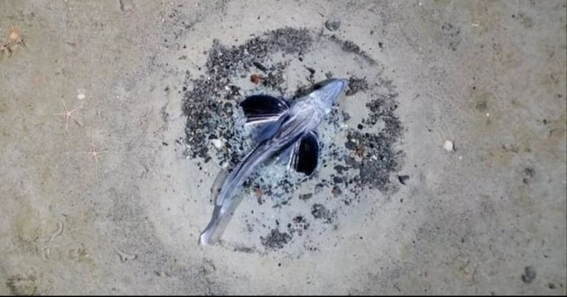 Des dizaines de millions de nids de poissons des glaces retrouvés en Antarctique, une découverte « époustouflante »
