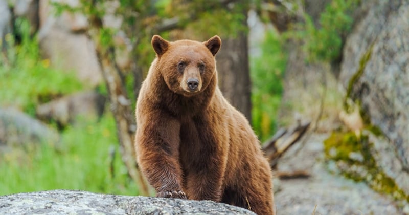 Un automobiliste filme un ours en plein sprint sur le bord de la route