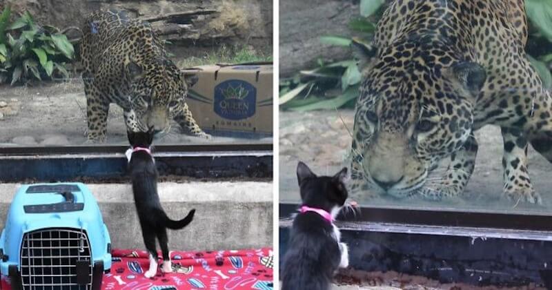 Des animaux d'un refuge sont allés visiter leurs semblables exotiques dans un zoo