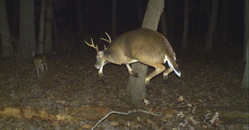 20 photos drôles et bizarres d'animaux prises par une caméra cachée dans la nature