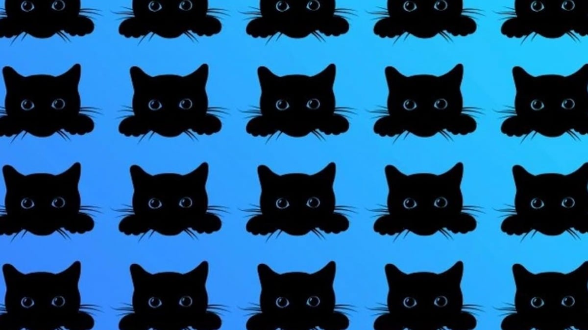 Arriverez-vous à repérer le chat noir différent qui se cache dans cette image ?