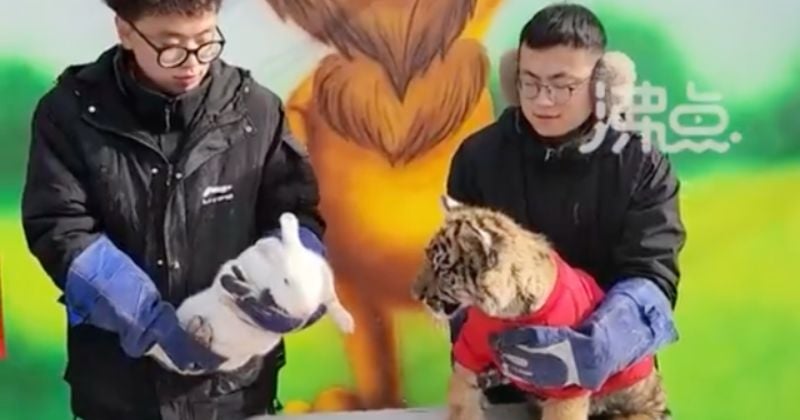 La rencontre entre ce bébé tigre et un lapin ne s'est pas passée comme prévu dans ce zoo chinois