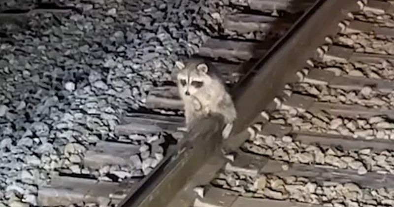La vidéo improbable d'un raton laveur pris au piège, les testicules collés sur des rails de chemin de fer