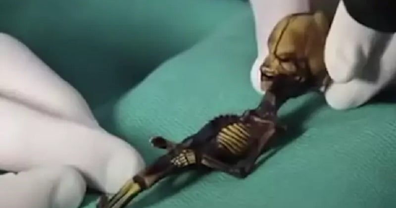 Le mystère du squelette en forme d'alien vient d'être résolu
