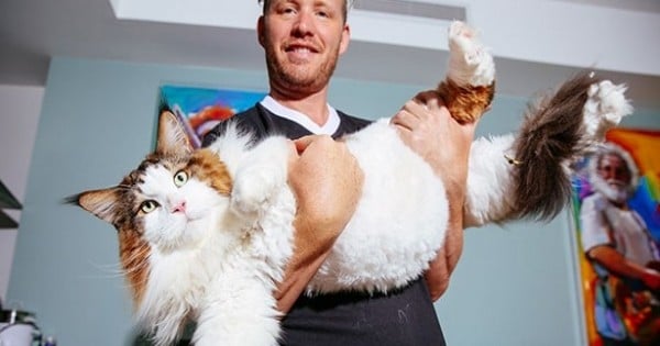 Faites connaissance avec Samson, le plus gros chat du monde (mais aussi le  plus adorable) !