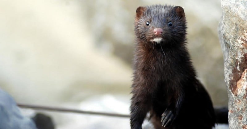 « Ces animaux deviennent fous dans ces cages. On voit même des blessures dûes à des auto mutilations » : L'enquête choc de la L214 dans un élevage de visons d'Amérique en Vendée 