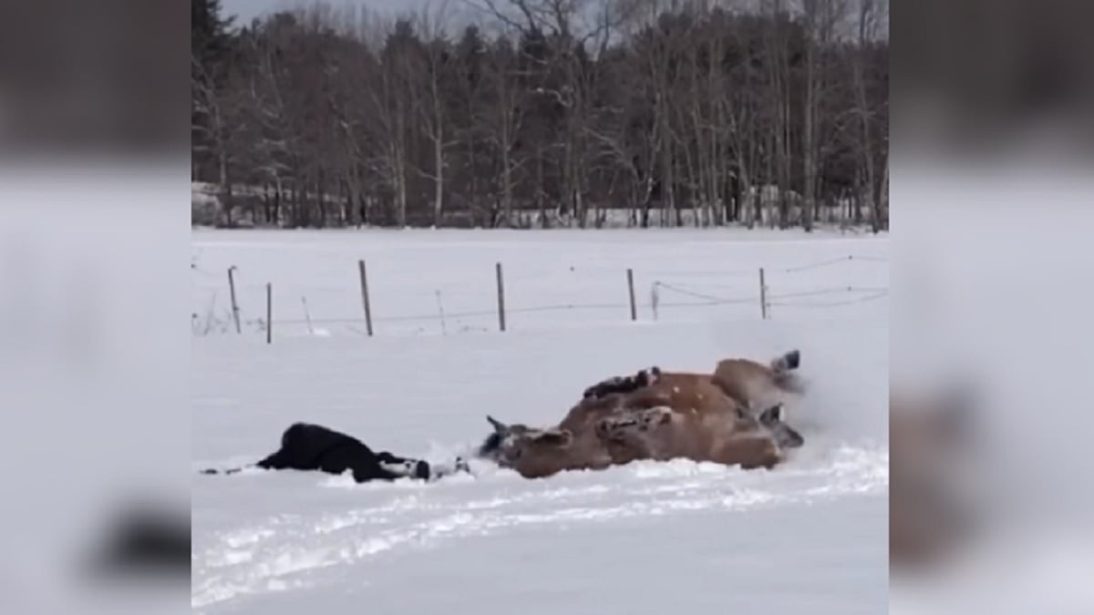 Un cheval se couche à côté de sa maîtresse pour dessiner un ange dans la neige, la vidéo fait fondre les internautes