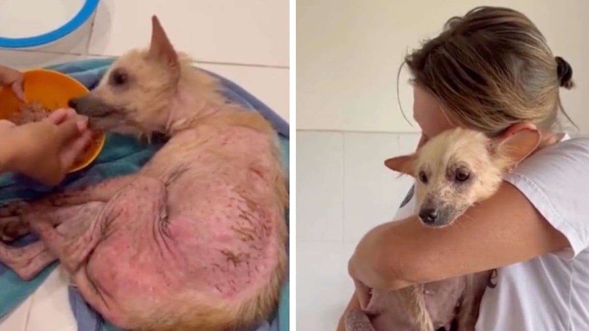 Vidéo : une chienne abandonnée dans un triste état se transforme grâce à l'amour de ses sauveteurs, des images touchantes