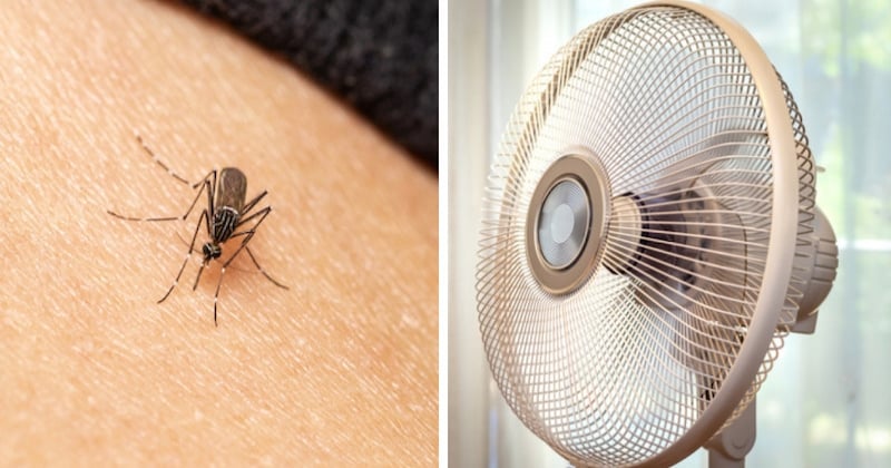 Ces 10 astuces sont redoutables pour se protéger des moustiques cet été