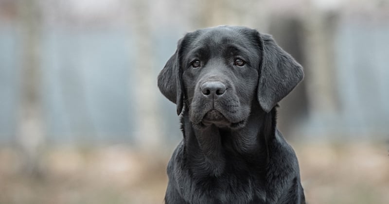 Un labrador bloqué sur un toit a été sauvé par des pompiers 