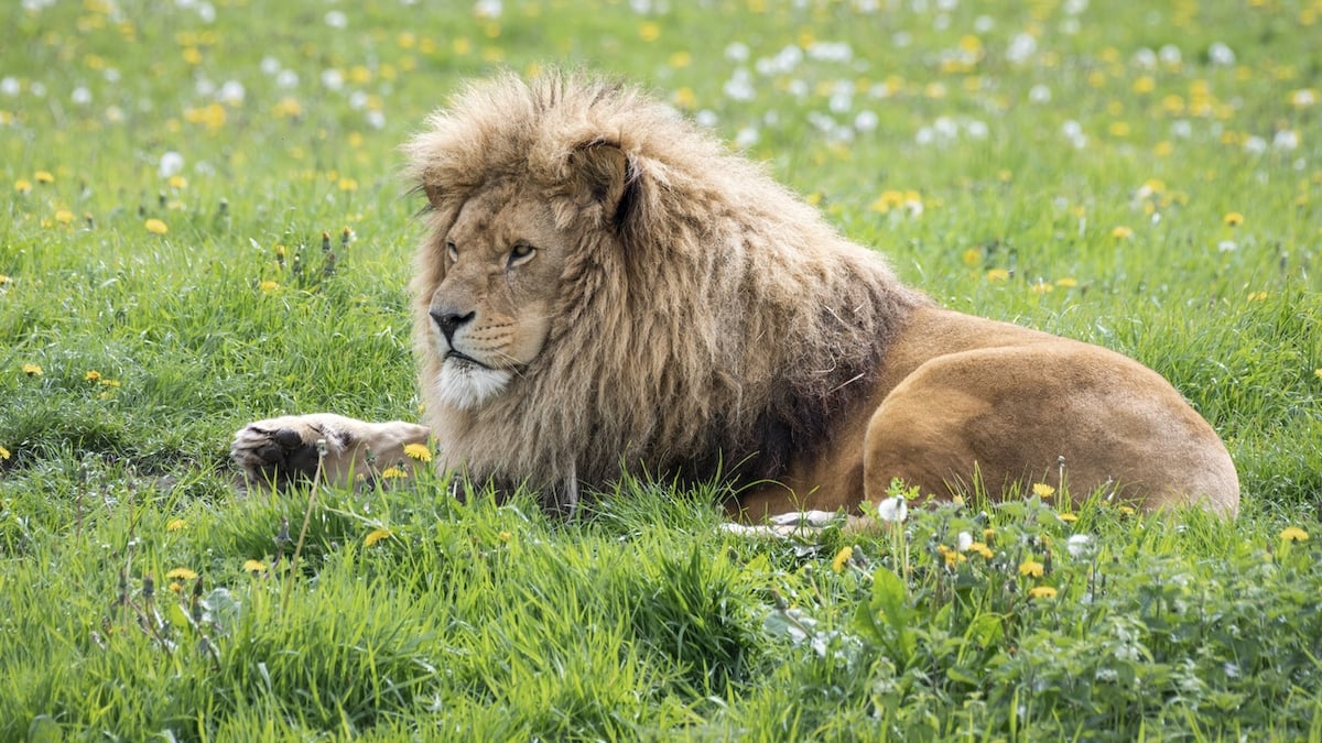 Italie : un lion s'échappe d'un cirque et s'offre une virée nocturne dans les rues de la ville 