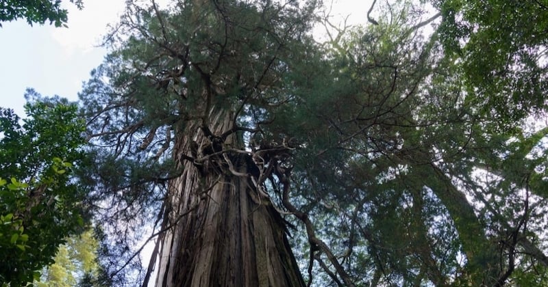 Au Chili, cet arbre vieux de 5000 ans est une “capsule temporelle” de l'adaptation au changement climatique