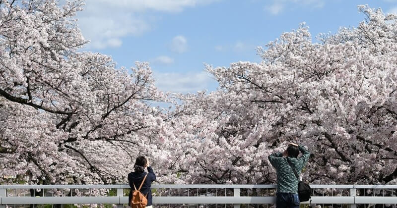 Cette année, la floraison des cerisiers japonais a eu lieu 10 jours plus tôt que la moyenne	