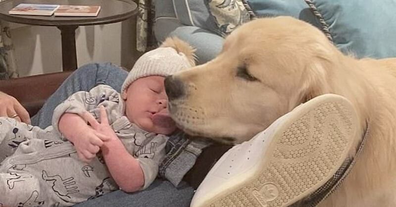 Ce golden retriever ne peut s'empêcher de veiller sur son petit frère humain