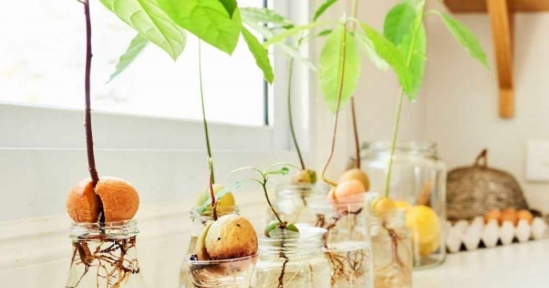 Avocat : comment le cultiver chez soi ?